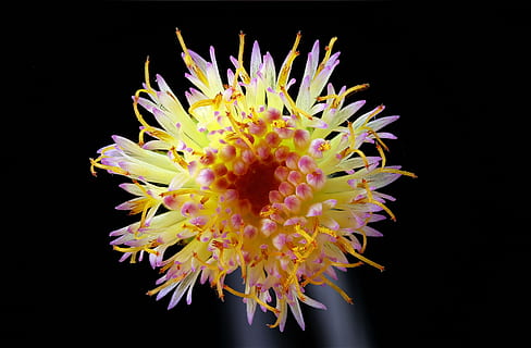 floră, minuscul, pistil, macro, Fundal negru, floare, frumusețe în natură, natură, planta cu flori, nici o persoana, plantă, a închide, creştere, cap de floare, în interior, fragilitate, petală, mărire, prospeţime, studio shot, biologie, ştiinţă, vulnerabilitate, 2K, CC0, domeniu public, fără drepturi de autor