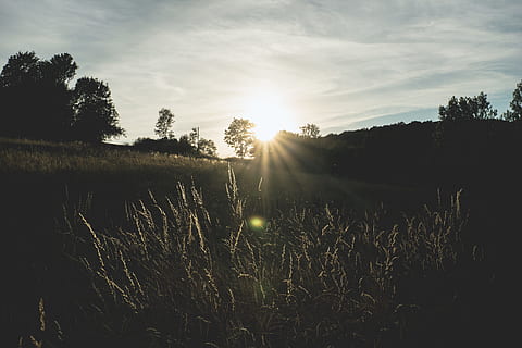 nature, sky, sunset, clouds, backlit, forest, grass, idyllic, pasture, scenic, silhouette, sunrays, sunrise, tranquil, trees, woods, plant, tranquility, tree, beauty in nature, tranquil scene, sunlight, land, lens flare, sun, growth, sunbeam, scenics - nature, field, landscape, no people, cloud - sky, non-urban scene, outdoors, streaming, 5K, CC0, public domain, royalty free