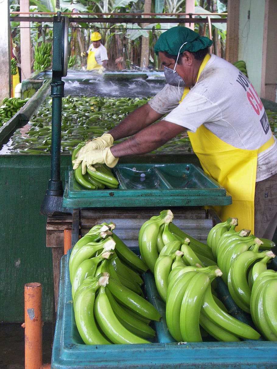 man, verpakking, arbeiders, pak, soort, biologische bananen, tablettabal, Ecuador, sorteer-, pack station, gebitsbeschermer, peron, voedsel, eten en drinken, een persoon, versheid, kleinhandel, groente, gezond eten, groene kleur, echte mensen, marktkraam, markt, bezetting, dag, welzijn, te koop, bedrijf, drie kwart lengte, klein bedrijf, werkend, buitenshuis, verkoop, kleinhandelsvertoning, 1080P