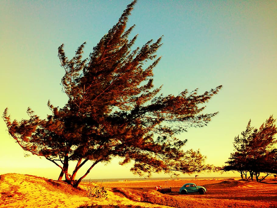 blau, escarabat volkswagen, arbre, escarabat de volkswagen, verd, daurat, hores, cotxe, desert, escarabat, error de volkswagon, Volkswagen, vw, paisatge, vent, camp, plana, paisatge daurat, arbre inclinat, nostalgium, cel, planta, posta de sol, naturalesa, bellesa a la natura, tranquil·litat, escena tranquil·la, terra, escenics - natura, creixement, medi ambient, cap gent, color taronja, cel clar, branca, tardor, a l'aire lliure, 2K