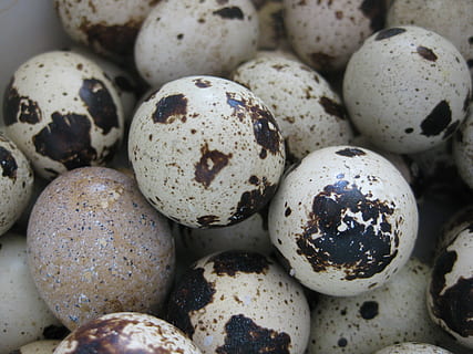 vaktel, egg, lapp, steder, litt, shell, mat, vaktel - fugl, dyr egg, mat og Drikke, nærbilde, påske, ingen folk, friskhet, påskeegg, stilleben, natur, stor gruppe gjenstander, ferie, overflod, velvære, hvit farge, full ramme, selektiv fokusering, spise sunt, fristelse, 2K, CC0, offentlig domene, opphavsrett gratis