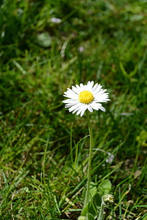bunga aster, bunga, musim semi, berkembang, flora, alam, bunga runcing, rumput, padang rumput, musim panas, menanam, di luar rumah, warna hijau, tanaman chamomile, kuning, merapatkan, tanaman berbunga, kesegaran, kerapuhan, kerentanan, pertumbuhan, keindahan di alam, daun bunga, kepala bunga, hal berkembang, warna putih, bidang, hari, tanah, fokus pada latar depan, tidak ada orang, serbuk sari, 2K, CC0, domain publik, bebas royalti
