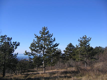 Bos, bomen, prato, Spar, hemel, blauw, boom, dennenboom, natuur, geen mensen, dag, fabriek, milieu, land-, heldere lucht, landschap, kalmte, schoonheid in de natuur, rustige scène, scenics - natuur, groei, niet-stedelijke scène, kopie ruimte, gras, afgelegen, buitenshuis, semi-aride, droog klimaat, klimaat, naaldboom, 1080P, CC0, publiek domein, royaltyvrij