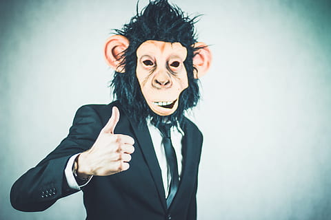 man, wearing, monkey mask, monkey, application, training, business, portrait, start up, startup, presentation, logo, meeting, businessman, profession, tie, businessmen, management, kaufmann, winner, work, success, skills, manager, career, lifestyle, dynamic, shirt, workplace, chef, office, tax consultant, office job, suit, funny, bureaucracy, leader, professional, boss, outfit, consultant, specialist, successful, team leader, gut, thumb, positive, finger, top, full well, thumb males, high, excellent, like, confirm, thumbs up, motivation, right, one person, gesturing, looking at camera, front view, indoors, young adult, studio shot, emotion, adult, young women, vignette, copy space, waist up, headshot, women, anger, facial expression, hand, aggression, making a face, hairstyle, 4K, CC0, public domain, royalty free