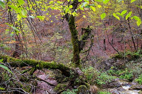 bosque, montaña, árbol, ramas, bosque, montaña, ramas rotas, musgo, corriente, agua, fuente, el parque nacional abruzzo, camosciara, parque nacional de abruzzo, naturaleza, arboles, en el bosque, al aire libre, nadie, día, planta, tierra, crecimiento, tranquilidad, belleza en la naturaleza, tronco de arbol, el maletero, color verde, escena no urbana, escena tranquila, paisajes - naturaleza, idílico, exuberante follaje, liquen, 2K, CC0, dominio público, libre de derechos