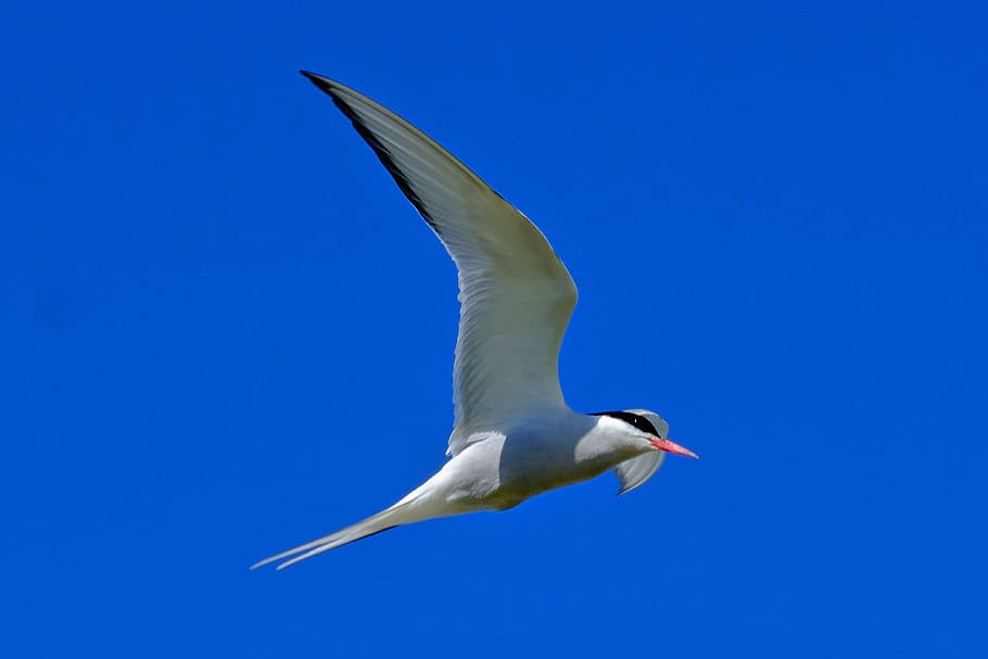 ocell, tern, volar, cel blau, cel, blau, vol d’ocells, ala, un animal, animals a la natura, fauna animal, temes d'animals, volant, animal, vertebrats, ales separades, cel clar, moviment, cap gent, naturalesa, dia, a l'aire, vista d’angle baix, Color blanc, longitud completa, gavina, 4K