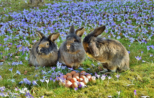Trei, maro, iepuri, ouă, Violet, câmp de flori, timpul zilei, iepure, Paști, iepurașul de Paște, oua de pui, şofran, floare, planta cu flori, animal, animale tematice, plantă, mamifer, natură, animale vertebrate, camp, nici o persoana, teren, zi, animale sălbatice, grup de animale, iarbă, prospeţime, animale domestice, animale de companie, animale în sălbăticie, frumusețe în natură, în aer liber, primăvară, 5K, CC0, domeniu public, fără drepturi de autor
