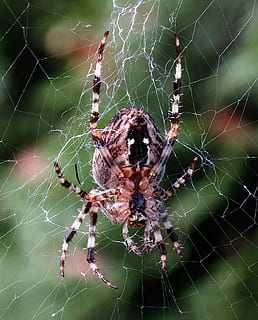 aranya, teranyina, insecte, xarxa, naturalesa, animals, temes d'animals, invertebrat, aràcnids, animal, animals a la natura, un animal, artròpode, fauna animal, fragilitat, primer pla, vulnerabilitat, centrar-se en primer pla, cames d’animal, zoologia, cap gent, supervivència, a l'aire lliure, complexitat, web, verinós, 2K, CC0, domini públic, lliure de regalies