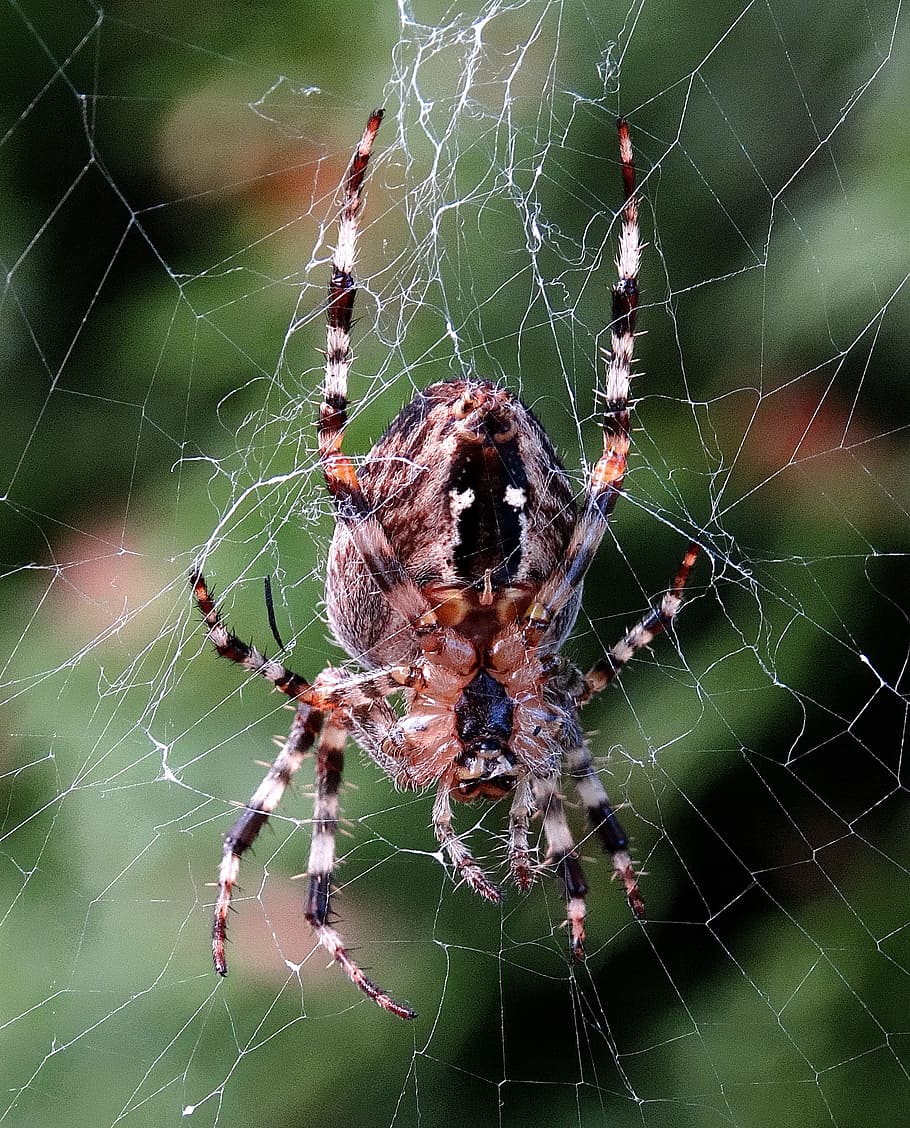 aranya, teranyina, insecte, xarxa, naturalesa, animals, temes d'animals, invertebrat, aràcnids, animal, animals a la natura, un animal, artròpode, fauna animal, fragilitat, primer pla, vulnerabilitat, centrar-se en primer pla, cames d’animal, zoologia, cap gent, supervivència, a l'aire lliure, complexitat, web, verinós, 2K