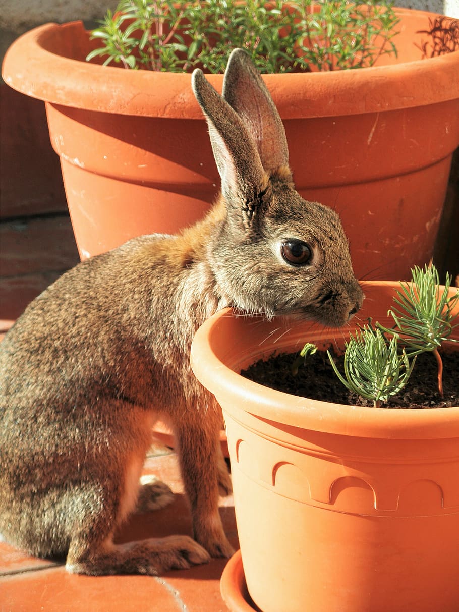 marró, conill, menjar, verd, fulles, planta, mirant, pedra, pi, plantules, flor, olla, mascota, bonic, animal, temes d'animals, mamífer, un animal, planta en test, mascotes, animals domèstics, cap gent, primer pla, naturalesa, nacional, dia, vertebrats, creixement, test de flor, conill - animal, fauna animal, a l'aire lliure, centrar-se en primer pla, bigotis, 4K