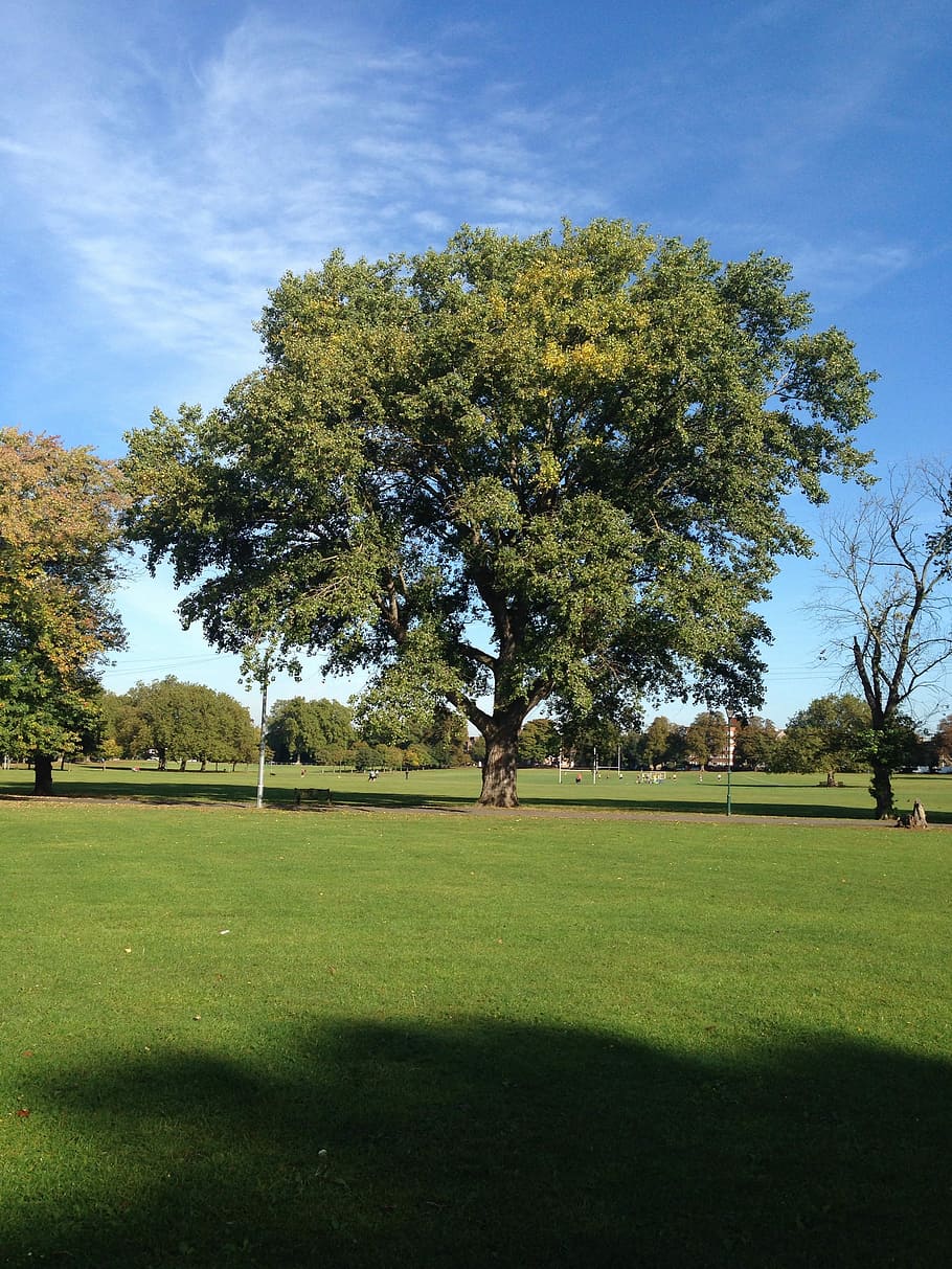 grand vert, arbre vert, gros, vert, arbre, le golf, terrain de golf, herbe, la nature, green - parcours de golf, plante, couleur verte, scène tranquille, ciel, beauté dans la nature, tranquillité, terre, croissance, champ, paysages - nature, environnement, paysage, journée, ombre, personne, lumière du soleil, nuage - ciel, en plein air, 2K