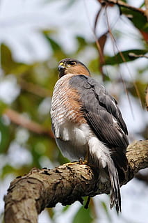 uzuv, ağaç, tünemiş, şahin, shinned, keskin, Rikolu, porto, kartalgiller, şahinler, kuşlar, hayvanlar, fauna, kuş, hayvan yaban hayatı, hayvan temaları, hayvan, vahşi hayvanlar, omurgalı, bir hayvan, ön plana odaklanmak, perching, şube, gün, düşük açılı görünüş, kapatmak, insansız, doğa, yırtıcı kuş, bitki, açık havada, tam uzunluk, 1080P, CC0, kamu malı, telif ücretsiz