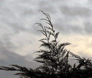 himlen, himmel, skyer, træ, nåletræ, silhuet, sky - himmel, plante, lav vinkel visning, skønhed i naturen, natur, vækst, ingen mennesker, ro, scenics - natur, dag, afdeling, udendørs, rolig scene, overskyet, ikke-urbane scene, bare træ, 1080P, CC0, offentligt domæne, royaltyfrie