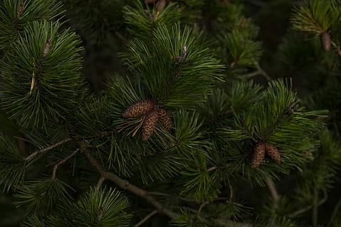verde, albero di Natale, pigne, vicino, fotografia, Marrone, albero, Pino, cono, buio, pianta, colore verde, foglia, crescita, la tranquillità, natura, nessuno, ramo, parte vegetale, bellezza nella natura, avvicinamento, all'aperto, giorno, concentrarsi sulle conoscenze acquisite, albero di conifere, fotogramma intero, pigna, ago - parte vegetale, 5K, CC0, dominio pubblico, privo di copyright