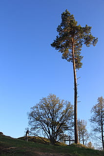 fyrretræ, skotter fyrretræ, enkelt, træ, organisk, landbrug, udendørs, miljø, bagagerum, blade, grene, natur, blå, landlige scene, landskab, plante, himmel, skyfri himmel, ro, jord, skønhed i naturen, vækst, scenics - natur, rolig scene, Mark, dag, lav vinkel visning, ingen mennesker, kopiere plads, ikke-urbane scene, 5K, CC0, offentligt domæne, royaltyfrie