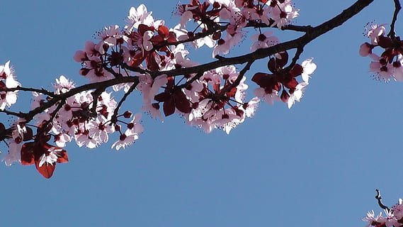 Baum, Frühling, Frühling, Kirsche, Geäst, Baum, Frühling, Kirschzweige, Natur, Ast, pinke Farbe, Blume, blühen, Blütenkopf, Jahreszeit, Blütenblatt, Himmel, Pflanze, Kirschblüte, draußen, Japan, Schönheit in der Natur, Blau, Kirsche, Frische, Nahansicht, Zerbrechlichkeit, blühende Pflanze, Verletzlichkeit, Flachwinkelansicht, Wachstum, klarer Himmel, Tag, Kirschbaum, direkt darunter, 1080P, CC0, gemeinfrei, lizenzfrei
