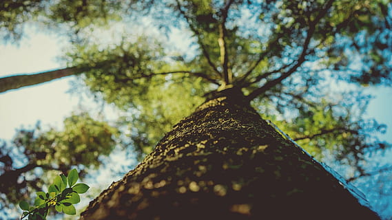 cuc, fotografia de vista visual, arbre, tronc de l'arbre, vertical, tronc, fusta, a l'aire lliure, escorça, vista d’angle baix, dia, cap gent, naturalesa, branca, creixement, cel, planta, bellesa a la natura, centrar-se en primer pla, primer pla, enfocament selectiu, color verd, directament a sota, full, llum solar, liquen, copa de l'arbre, 1080P, CC0, domini públic, lliure de regalies