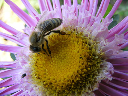 blomst, bi, makro, kronblade, mov, gul, pollen, Insecta, blomsterhoved, blomstrende plante, sårbarhed, hvirvelløse, blomsterstand, dyre temaer, skønhed i naturen, et dyr, skrøbelighed, dyr, dyreliv, kronblad, tæt på, insekt, dyr i naturen, friskhed, plante, vækst, ingen mennesker, bestøvning, udendørs, lilla, 2K, CC0, offentligt domæne, royaltyfrie