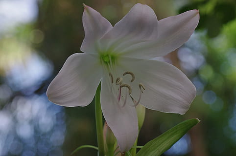 fiorire, fioritura, giglio, bianca, pianta, macro, fiore, natura, vicino, pistillo, stami, sfondo, Lichtspiel, pianta fiorita, fragilità, vulnerabilità, freschezza, petalo, crescita, avvicinamento, bellezza nella natura, infiorescenza, concentrarsi sulle conoscenze acquisite, testa di fiore, Colore bianco, giorno, nessuno, polline, all'aperto, 4K, CC0, dominio pubblico, privo di copyright