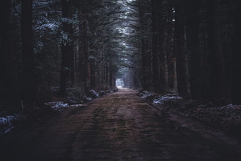 Waldweg, Weg, Grün, Bäume, Wald, Straße, Pfad, Baum, Schnee, abstauben, kalt, allein, Schmutz, weit, Entfernung, Winter, der Weg nach vorn, Richtung, Land, Pflanze, Ruhe, keine Leute, Fußweg, Kofferraum, Baumstamm, Natur, abnehmende Perspektive, Wachstum, ruhige Szene, Schönheit in der Natur, Nicht-städtische Szene, draußen, von Bäumen gesäumt, lange, 5K, CC0, gemeinfrei, lizenzfrei