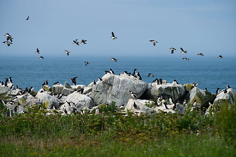 aus marines voladores, ramat, aus blanques i negres, volant, aus marines, puffin, rock, ocell, mar, naturalesa, animal, gavina, vida salvatge, animals i mascotes, cap gent, platja, grup d’animals, blau, línia de costa, gran grup d’animals, animals a la natura, fauna animal, ramat d’ocells, temes d'animals, vertebrats, aigua, cel, dia, planta, rock - object, horitzó sobre l’aigua, 4K, CC0, domini públic, lliure de regalies