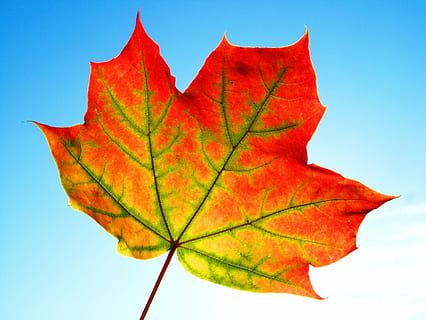 close, photography, maple leaf, leaf, fall, frame, texture, thanksgiving, design, bright, gold, golden, green, halloween, white, colorful, color, border, brown, seasonal, decoration, november, pattern, autumn, season, orange, yellow, nature, leaves, red, maple, tree, october, foliage, plant, forest, natural, september, park, environment, branch, landscape, light, autumnal, outdoor, rural, countryside, field, scene, sunlight, grass, sunny, summer, sun, farm, sunset, sky, meadow, view, scenic, scenery, agriculture, morning, sunrise, spring, dawn, fog, hill, foggy, idyllic, travel, country, haze, farmland, house, valley, multi Colored, outdoors, plant part, change, no people, close-up, blue, day, clear sky, orange color, leaf vein, beauty in nature, low angle view, natural condition, 4K