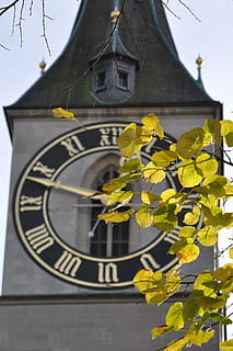 Glockenturm, Zürich, Uhr, Turm, Schweiz, Europa, schweizerisch, uralt, Horizont, Gebäudehülle, die Architektur, gebaute Struktur, Blume, blühende Pflanze, Pflanze, Zeit, Gebäude, Natur, keine Leute, Tag, Fokus auf den Vordergrund, Gelb, Verletzlichkeit, Zerbrechlichkeit, draußen, Nahansicht, Sonnenlicht, Ziffernblatt, Minutenzeiger, 4K, CC0, gemeinfrei, lizenzfrei