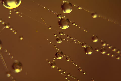drip, morgentau, close, dewdrop, drop, close-up, no people, water, wet, indoors, selective focus, full frame, backgrounds, nature, lighting equipment, vulnerability, fragility, pattern, illuminated, transparent, abstract, purity, beauty in nature, luxury, 2K, CC0, public domain, royalty free