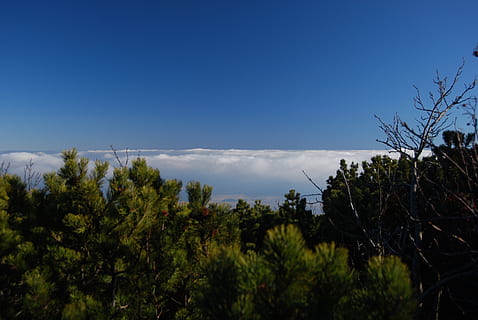 Wolken, über den Wolken, Latschenkiefer, Himmel, Blau, Pflanze, Baum, Wachstum, Ruhe, Schönheit in der Natur, Szenen - Natur, Natur, ruhige Szene, keine Leute, wolke - himmel, kopieren sie platz, Tag, Nicht-städtische Szene, draußen, grüne Farbe, Ast, Umgebung, idyllisch, 4K, CC0, gemeinfrei, lizenzfrei