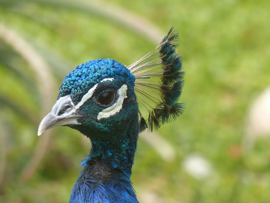 păun, cap, pasăre, albastru, animale tematice, animal, un animal, animale sălbatice, animale vertebrate, animale în sălbăticie, să se concentreze asupra primelor elemente, a închide, zi, cioc, partea corpului animalului, nici o persoana, natură, frumusețe în natură, cap de animal, animal de sex masculin, creasta animalului, în aer liber, ochi de animale, 4K