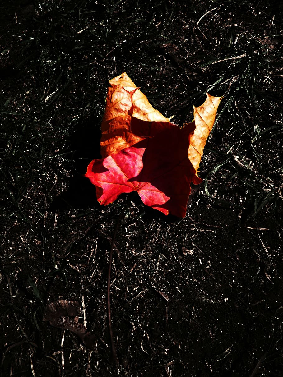 ark, kontrast, ahorn, efterår, træer, farver, efterårsfarver, Skov, blomst, plante, blomstrende plante, natur, skønhed i naturen, kronblad, tæt på, tør, ingen mennesker, skrøbelighed, sårbarhed, høj vinkel visning, plante del, Mark, blad, udendørs, jord, dag, lave om, blomsterhoved, blade, tørret, visnet plante, 4K