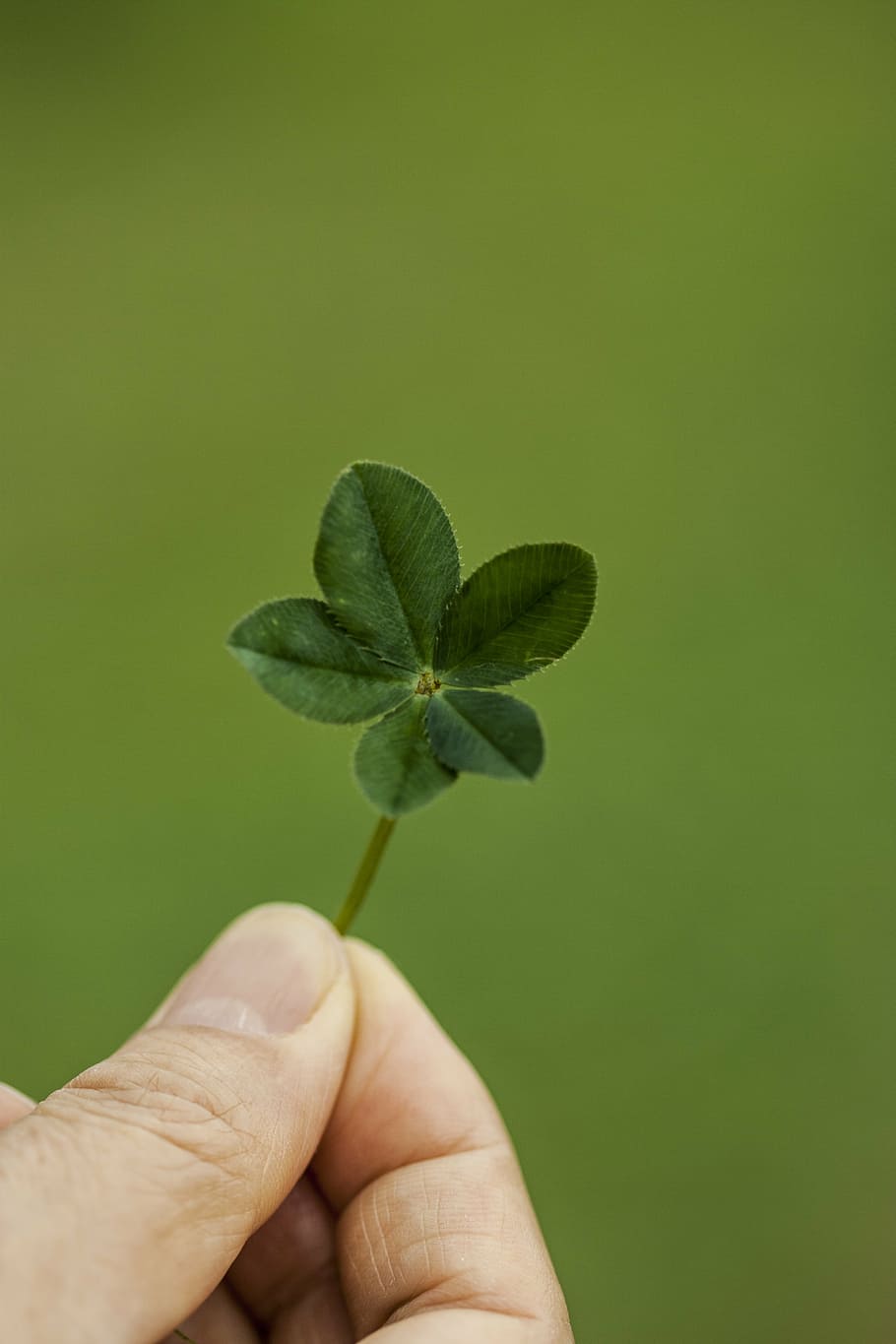person, bedrift, grøn, blad, kløver, abstrakt, pool, planter, urt, shamrock, held og lykke, Skov, blå, natur, bladende, makro, klude, forår, knop, menneskelig hånd, hånd, menneskelig kropsdel, finger, plante del, menneskelig finger, kropsdel, en person, grøn farve, tæt på, farvet baggrund, plante, personlige perspektiv, uigenkendelig person, studio skud, rigtige mennesker, grøn baggrund, omsorg, menneskelig lem, blade, 4K