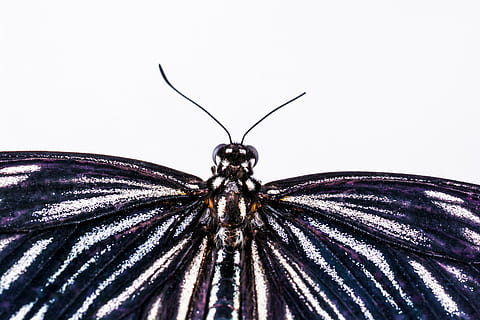 fluture, insectă, natură, fluture - insectă, animal, animal aripă, macro, a închide, lepidoptere, nevertebrat, un animal, animale tematice, nici o persoana, animale sălbatice, animale în sălbăticie, partea corpului animalului, studio shot, fundal alb, antena animală, în interior, selectiv, modelul natural, Violet, ochi de animale, 5K, CC0, domeniu public, fără drepturi de autor