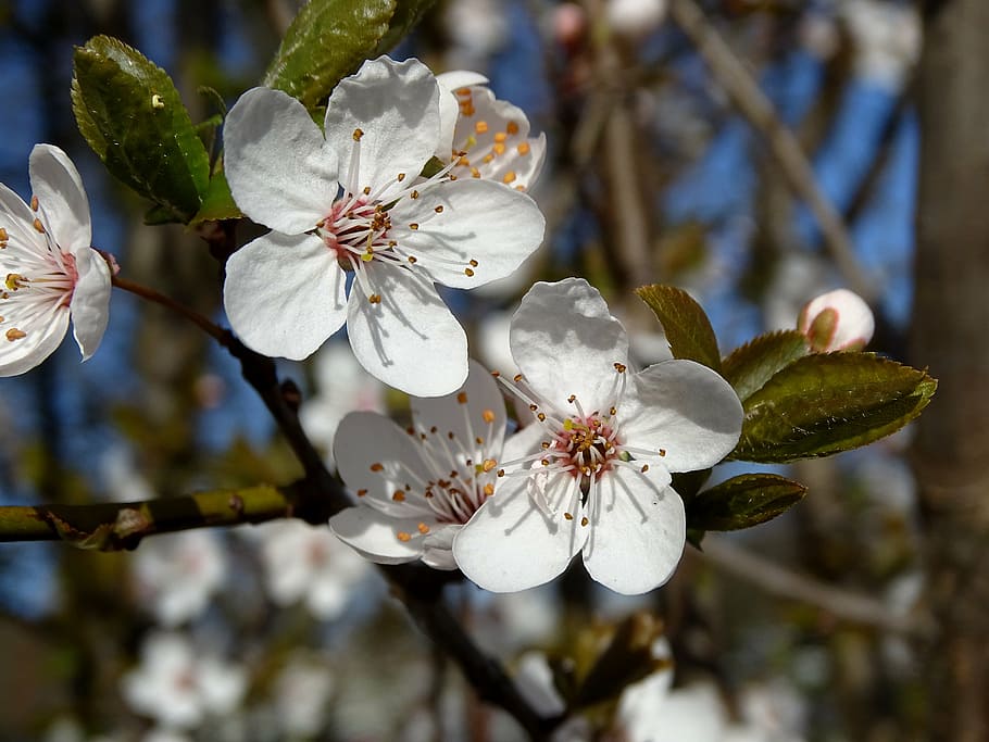 blanc, cirera, flor, Flors de cirerer, flors, primavera, tancar, florir, arbre, pètals, pol·len, estams, frühlahr, lenz, flor de cirerer, naturalesa, arbre fruiter, Color blanc, fragilitat, bellesa a la natura, pètal, frescor, branca, planta, planta amb flors, creixement, vulnerabilitat, primer pla, centrar-se en primer pla, cap de flor, inflorescència, estambres, cap gent, a l'aire lliure, flor de pruna, cirerer, 5K