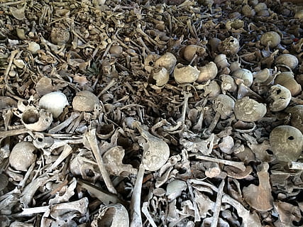 gray bone lot, bone, skull, bones, weird, skull and crossbones, dead, skeleton, skull bone, tooth, death, head, horror, old, teeth, france, no people, full frame, backgrounds, high angle view, day, large group of objects, nature, abundance, land, close-up, shell, outdoors, animal shell, still life, field, sunlight, detail, beach, messy, pebble, 2K, CC0, public domain, royalty free