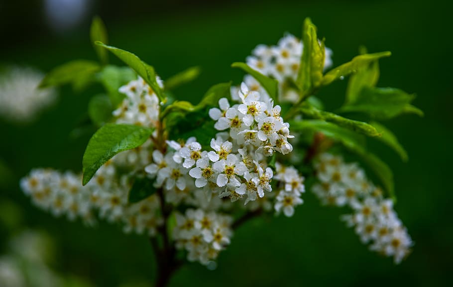 Vogelkirsche, Baum, Makro, Blumen, Ast, Blume, Pflanze, blühende Pflanze, Frische, Nahansicht, Schönheit in der Natur, Verletzlichkeit, Zerbrechlichkeit, Natur, Wachstum, selektiver Fokus, keine Leute, Blütenkopf, weiße Farbe, Pflanzenteil, Blatt, Tag, Fokus auf den Vordergrund, Botanik, Blütenstand, draußen, Frühling, Blumenstrauß, Blumenschmuck, 5K