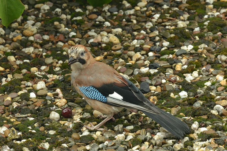 eurasiàtic, Jay, ocell, ocell, cirera, menjar, jay, ocell, cirera, naturalesa, animal, ploma, vida salvatge, a l'aire lliure, bec, un animal, temes d'animals, animals a la natura, fauna animal, posat, vertebrats, dia, cap gent, centrar-se en primer pla, primer pla, vista d’angle alt, bellesa a la natura, sòlid, terra, planta, mirant cap a fora, 2K