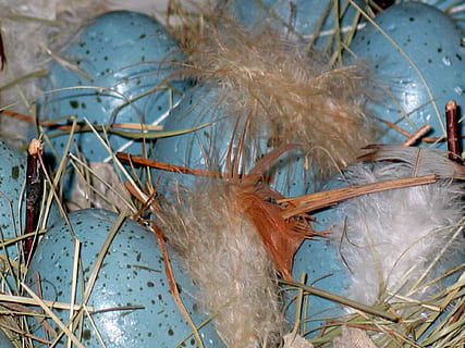 påskeegg, rede, påske nest, påske, vår, dekorasjon, fargerik, egg, fargerike egg, farge, påske dekorasjoner, egg boks, påskeharen, fjær, maling, tilpasset, farget, maleri, påske dekor, malt, colorize, god påske, farget egg, egg kopper, påskeeggmaleri, tegne, vannfarge, blå, maler, natur, utendørs, vann, ingen folk, nærbilde, dag, anlegg, tre, vekst, skjønnhet i naturen, plante del, gren, blad, høy vinkel visning, dyr, tørke, brun, dyre temaer, kvist, dyreliv, mykhet, 1080P, CC0, offentlig domene, opphavsrett gratis