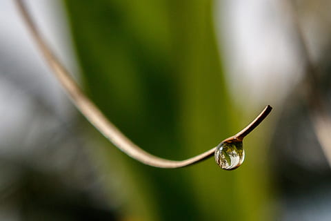 waterdruppel, takje, reflectie, water, laten vallen, één dier, groene kleur, dierenleven, natuur, dierlijke thema's, detailopname, fabriek, nat, geen mensen, focus op de voorgrond, schoonheid in de natuur, dag, selectieve aandacht, deel van de plant, breekbaarheid, groei, blad, buitenshuis, kwetsbaarheid, rank, versheid, regen, puurheid, dauw, regendruppel, 1080P, CC0, publiek domein, royaltyvrij