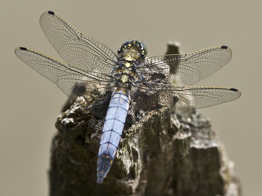 libèl·lula, insecte, tancar, ala, filigrana, Dragon-fly, ala dels animals, temes d'animals, fauna animal, animals a la natura, centrar-se en primer pla, senyoreta, naturalesa, cap gent, primer pla, animal, invertebrat, un animal, rock, a l'aire lliure, part del cos dels animals, macro, rock - object, bellesa a la natura, medi ambient, petit, condició natural, ull d’animals, 1080P