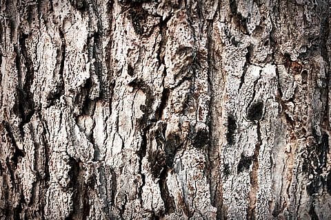 suolo, ruvido, terra, Diviso, crepa, ecologia, estate, rotto, struttura, sporco, terreno, argilla, secchezza, sfondo, natura, ambiente, freno, asciutto, caldo, strutturato, avvicinamento, legno - materiale, sfondi, fotogramma intero, tronco d'albero, tronco, albero, modello, corteccia vegetale, pianta, intemperie, nessuno, giorno, modello naturale, Marrone, all'aperto, screpolato, effetto strutturato, abbaiare, venatura del legno, 2K, CC0, dominio pubblico, privo di copyright