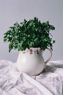 parsel, concombres, vert, pois, verdure, pois verts, des légumes, épices, lit, chambre, table, personne, tasse, prise de vue en studio, à l'intérieur, théière, fond blanc, journée, plante, nature morte, fermer, couleur verte, la nature, céramique, feuille, couleur blanche, partie de la plante, modèle, Nourriture et boisson, croissance, arbre, intérieur de la maison, mise au point sélective, 5K, CC0, domaine public, libre de droits