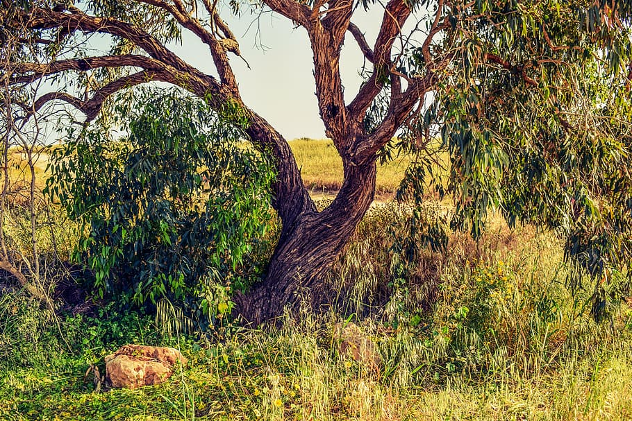 arbre, tronc, branca, naturalesa, verd, primavera, cavo greko, Xipre, cap gent, dia, a l'aire lliure, herba, color verd, tronc de l'arbre, un animal, fauna animal, planta, creixement, tranquil·litat, terra, bellesa a la natura, camp, escenics - natura, escena tranquil·la, escena no urbana, paisatge, medi ambient, 5K