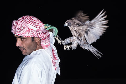 falco, movimento, aquila, falco, animale, aquila, piuma, volare, falconeria, azione, volante, artiglio, cacciatore, becco, a caccia, predatore, ala, sfondo nero, solo un uomo, girato in studio, un animale, una persona, persone, capi di abbigliamento, adulto, vertebrato, ritratto, uccello, uomini, abbigliamento tradizionale, colpo alla testa, fauna selvatica, analizzare, cercare, guardare, in casa, giovane adulto, copricapo, 2K, CC0, dominio pubblico, privo di copyright