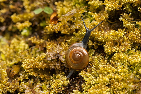 melc, mușchi, coajă, un animal, animale tematice, animale în sălbăticie, gasteropod, animale sălbatice, animal, nevertebrat, moluscă, coajă de animale, natură, a închide, nici o persoana, galben, partea corpului animalului, zi, spirală, în aer liber, plantă, marin, mic, 2K, CC0, domeniu public, fără drepturi de autor