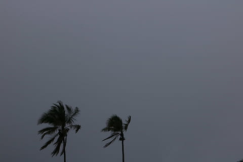 due palme, Noce di cocco, albero, piovoso, tempo, buio, cielo, pianta, natura, Palma, copia spazio, silhouette, nessuno, Inquadratura dal basso, crescita, all'aperto, clima tropicale, bellezza nella natura, la tranquillità, cielo sereno, palma da cocco, scenics - natura, alto - alto, scena tranquilla, tronco, tronco d'albero, albero tropicale, foglia di palma, 5K
