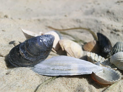 shell, mar, platja, petxines, rectificat, platja de sorra, estiu, animal, closca d’animals, sòlid, fauna animal, rock, cap gent, primer pla, rock - object, dia, naturalesa, centrar-se en primer pla, petxina de mar, terra, sorra, animals a la natura, temes d'animals, a l'aire lliure, llum solar, marí, 4K, CC0, domini públic, lliure de regalies
