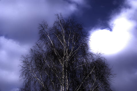 himmel, skyer, blå, træ, job, aftenhimlen, overskyet himmel, lys, sky - himmel, plante, natur, skønhed i naturen, ro, scenics - natur, lav vinkel visning, silhuet, ingen mennesker, udendørs, rolig scene, afdeling, bare træ, vækst, dag, skumring, miljø, trætop, nåletræ, 4K, CC0, offentligt domæne, royaltyfrie