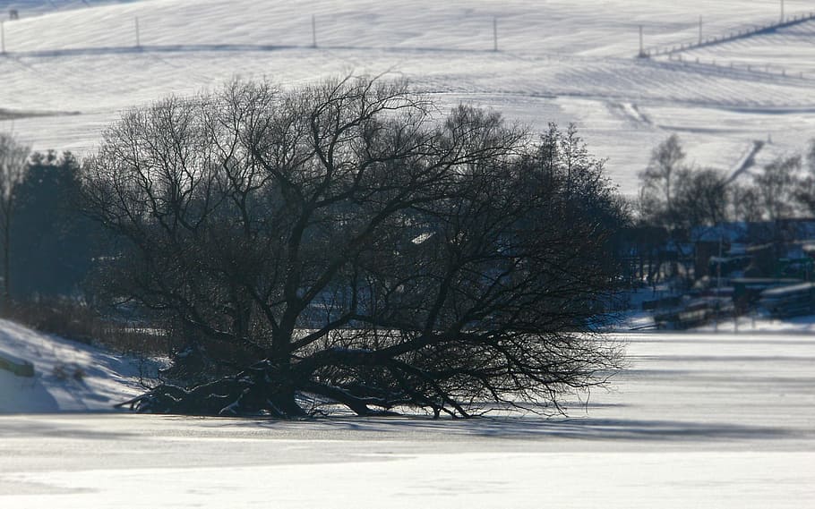 hivern, arbre, roure, neu, llac, congelat, neu, llac, kahl, estètic, sol, fred, tribu, silvicultura, naturalesa, gel, gefroren, fred fred, menys, ombra, pista de gel, sauerland, bonic, trist, melancholisch, troncs d’arbres, fred - temperatura, blanc, a l'aire lliure, paisatge, temperatura de fred, carretera, planta, arbre nu, cap gent, dia, cobertura, terra, camp, bellesa a la natura, branca, medi ambient, transport, nevar, 2K