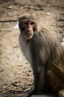 Affe, Pose, Fotografie, Säugetier, ein Tier, Primas, Tierwelt, Tiere in freier Wildbahn, Wirbeltier, Sitzung, Fokus auf den Vordergrund, Tag, keine Leute, Porträt, Nahansicht, suchen, Kamera betrachten, draußen, Pavian, 5K, CC0, gemeinfrei, lizenzfrei